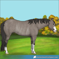 Horse Color:Smoky Grullo Rabicano 