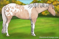 Horse Color:Amber Champagne Sabino Tobiano Blanket  and Silver Amber Champagne Sabino Tobiano Blanket 