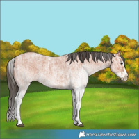 Horse Color:White Spotted Bay Roan Splash and White Spotted Bay Roan Splash Rabicano