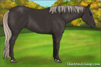 Horse Color:Gray Silver Black 