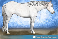 Horse Color:White Spotted Bay Splash  and White Spotted Bay Splash 
