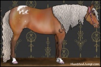 Horse Color:Silver Bay Appaloosa