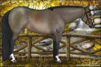 Horse Color:Brown Dun Sabino 