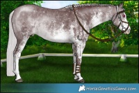 Horse Color:White Spotted Chocolate Silver Brown Chinchilla