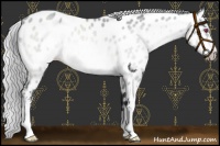 Horse Color:Silver Brown Chinchilla Roan Sabino Near Leopard Rabicano 