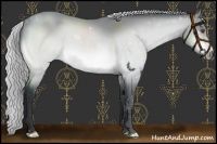 Horse Color:Silver Brown Chinchilla 