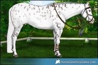 Horse Color:Chocolate Silver Buckskin Chinchilla Near Leopard 