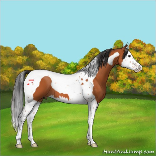 Horse Color:Bay Splash Tobiano 