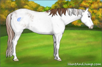 Horse Color:Chestnut Sabino Splash 
