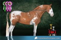 Horse Color:Chestnut Splash Tobiano
