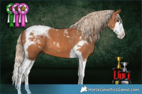 Horse Color:Chestnut Splash Tobiano 