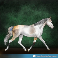 Horse Color:Gray Bay Dun  and Gray Palomino Dun Splash 