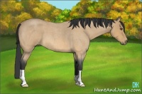 Horse Color:Buckskin Roan 
