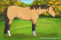 Horse Color:Buckskin 