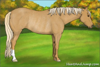 Horse Color:Palomino Roan Rabicano