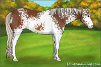 Horse Color:White Spotted Silver Buckskin Sabino