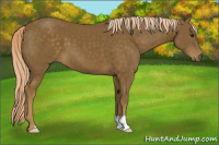 Horse Color:Chocolate Palomino 