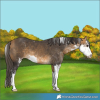 Horse Color:Buckskin Sabino 