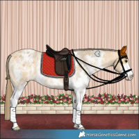 Horse Color:Buckskin Sabino Varnish Rabicano 