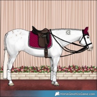 Horse Color:Chocolate Palomino Sabino Splash Appaloosa 