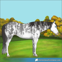 Horse Color:Smoky Black Sabino Splash Rabicano 