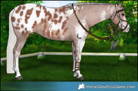 Horse Color:White Spotted Chocolate Silver Black Blanket 