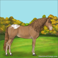 Horse Color:Chestnut Appaloosa 