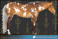 Horse Color:White Spotted Chocolate Silver Buckskin 