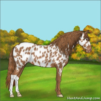 Horse Color:Chestnut Appaloosa 
