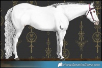 Horse Color:White Spotted Chocolate Silver Black Chinchilla Appaloosa 