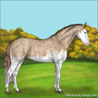 Horse Color:Red Dun Splash  and Red Dun Splash Rabicano 
