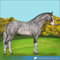 Horse Color:White Spotted Silver Brown Roan Splash 