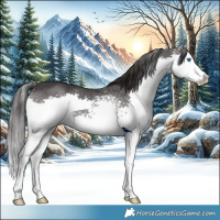 Horse Color:White Spotted Smoky Black Splash Rabicano 