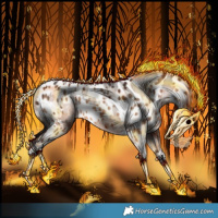 Horse Color:Brown Dun Appaloosa Brindle and Bay Dun Appaloosa Brindle