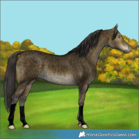 Horse Color:Void Buckskin Roan Dun 