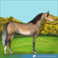 Horse Color:Buckskin Dun 