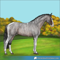 Horse Color:Brown Roan Splash Tobiano Rabicano 