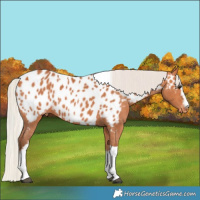 Horse Color:White Spotted Silver Bay Tobiano Appaloosa 