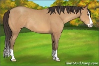 Horse Color:Amber Champagne Splash Rabicano 