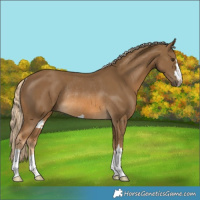 Horse Color:Chocolate Palomino Rabicano