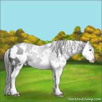 Horse Color:White Spotted Black Sabino Splash 