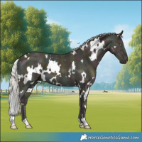 Horse Color:White Spotted Midnight Gold Cream Champagne 