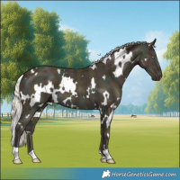 Horse Color:White Spotted Midnight Gold Cream Champagne