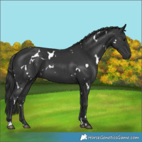 Horse Color:White Spotted Black 