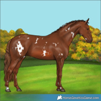 Horse Color:White Spotted Chestnut 