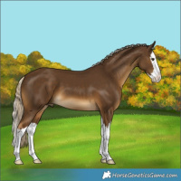 Horse Color:Chocolate Palomino Splash