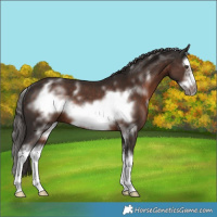 Horse Color:White Spotted Liver Chestnut Splash Frame Rabicano