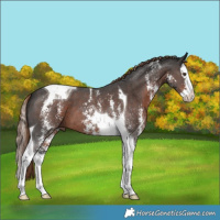 Horse Color:Liver Chestnut Sabino Splash Tobiano