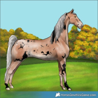 Horse Color:Void White Spotted Silver Sable Champagne Rabicano 