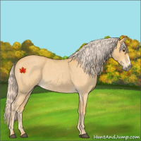 Horse Color:Palomino Roan 